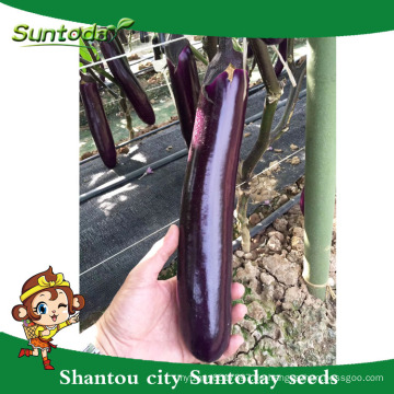 Suntoday Eggfruit lila Brinjai Aubergine Long Gemüse Hybrid F1 Aubergine Bild Bio-Aussaat (23001)